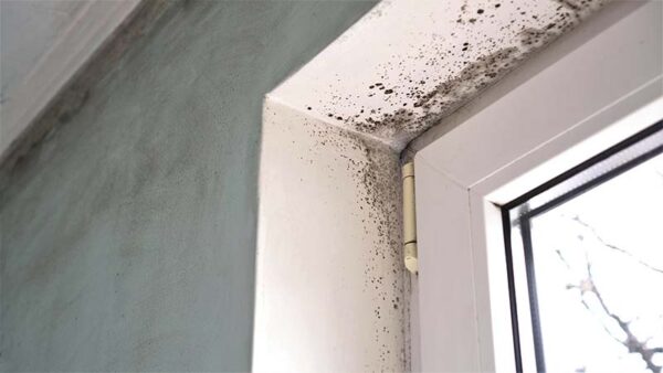 Mold Mitigation